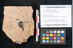 Foto (Objekt + Etikett) von Araucaria sternbergii Goeppert (NHMW-GEO-2024-0188-8273)